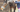 Can Physio help my Dog or Horse?