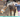 Can Physio help my Dog or Horse?