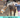 Can Physio help my Dog or Horse?