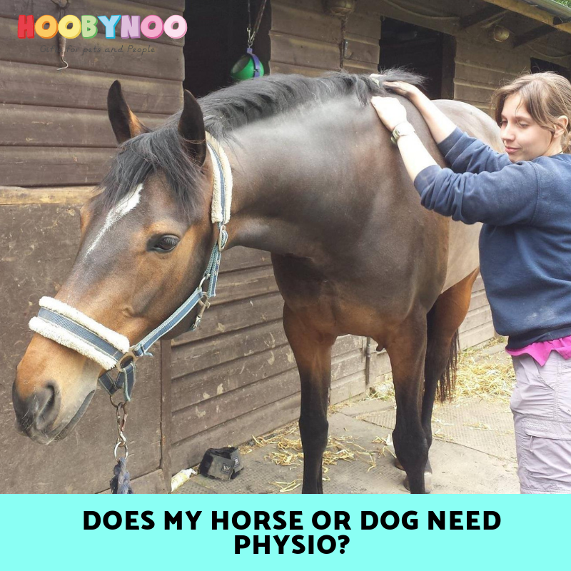 Can Physio help my Dog or Horse?