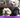 Top 10 Hypoallergenic Dog Breeds