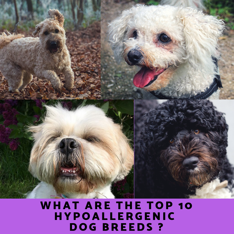 Top 10 Hypoallergenic Dog Breeds