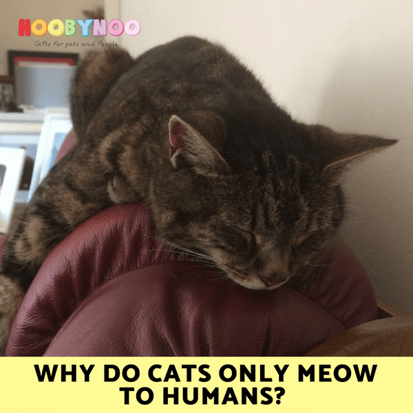 Why do Cats only Meow to Humans? Hoobynoo.co.uk