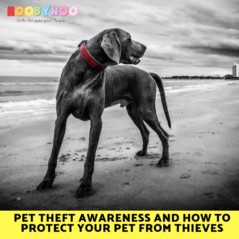 Pet Theft Awareness and How To Protect Your Pet From Thieves