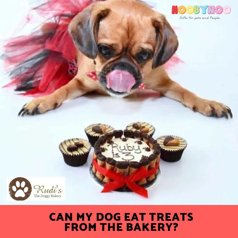 Can my Dog Eat Treats from the Bakery? - Celebrating National Dog Biscuit Day