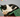Are Cat Cafes Hygienic?