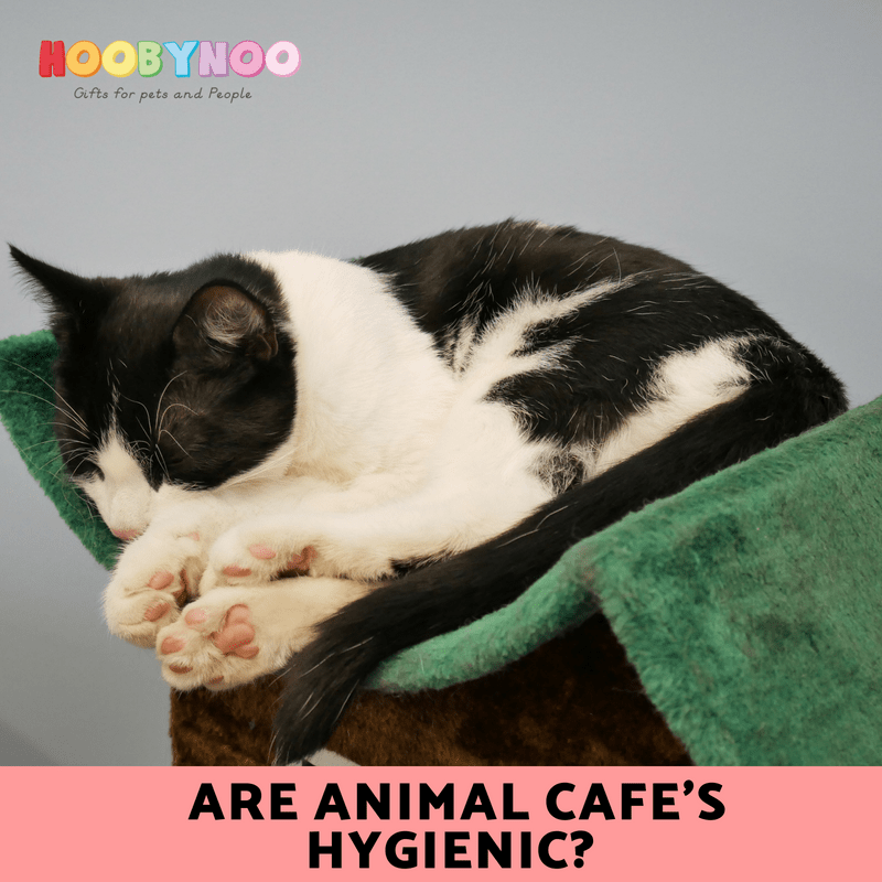 Are Cat Cafes Hygienic?