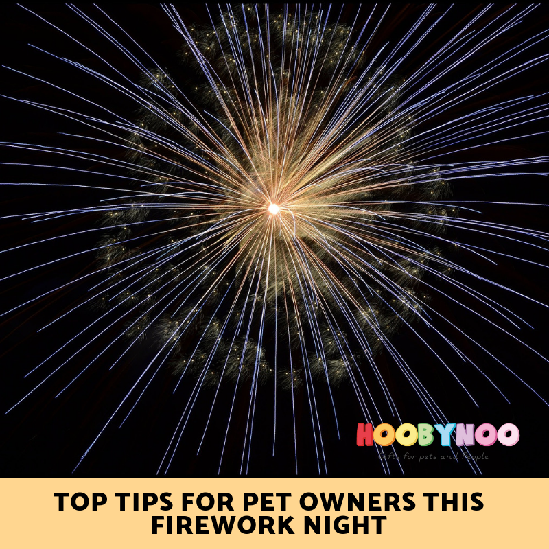 large firework, top tips for pet owners when dealing with firework displays 