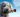 Does my Dog Love me? - Can dogs say 'I Love You'