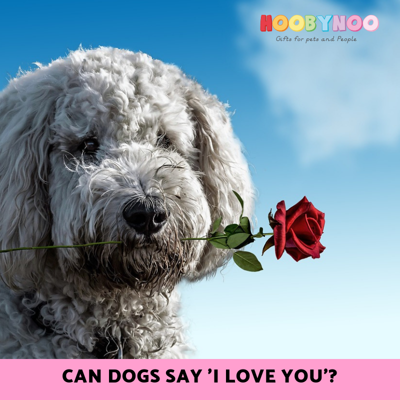 Does my Dog Love me? - Can dogs say 'I Love You' - Hoobynoo.co.uk