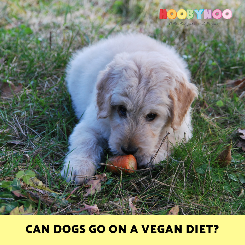 Can I Put My Dog on a Vegan Diet?