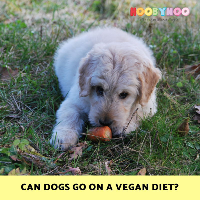 Can dogs be outlet on a vegan diet