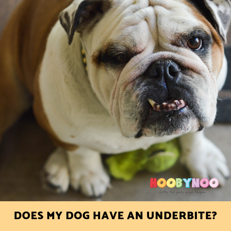 English Bulldog with an underbite. how do I know if my dog has an underbite? Will an underbite effect my dog. 