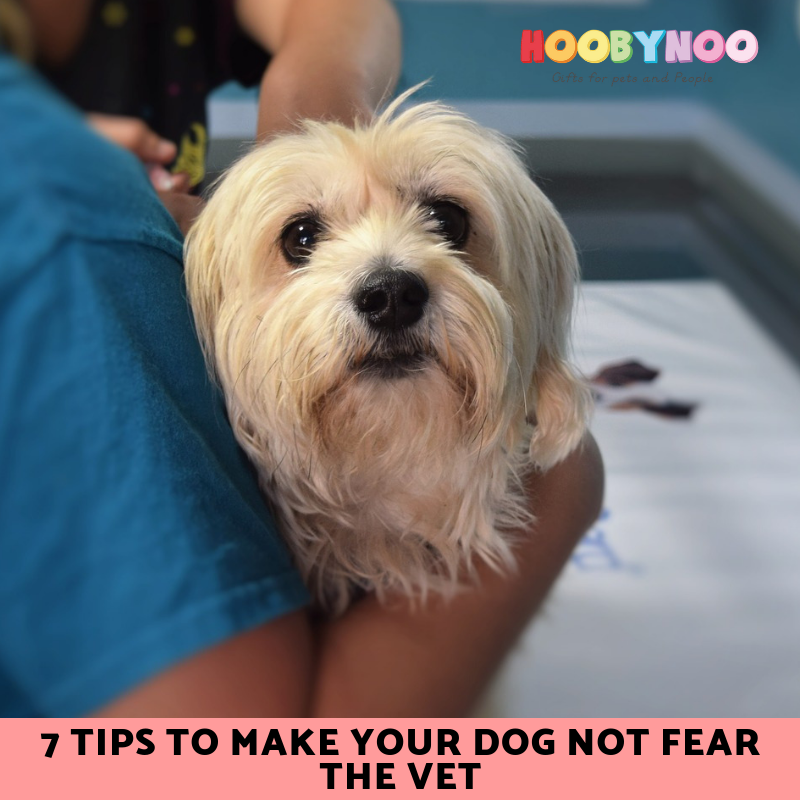 Tips to make your Dog Not Fear the Vet