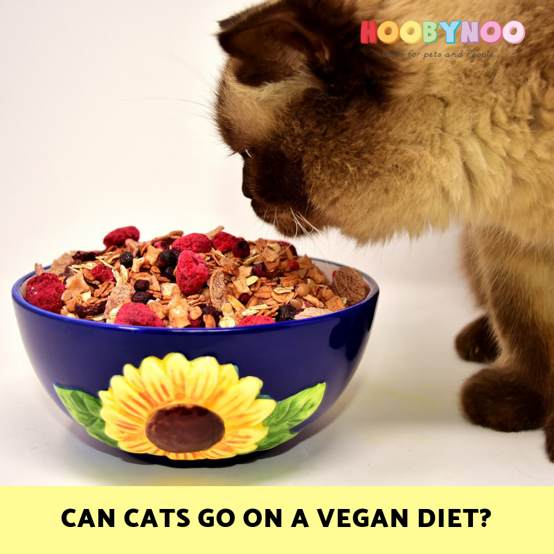 Can cats hotsell be vegan