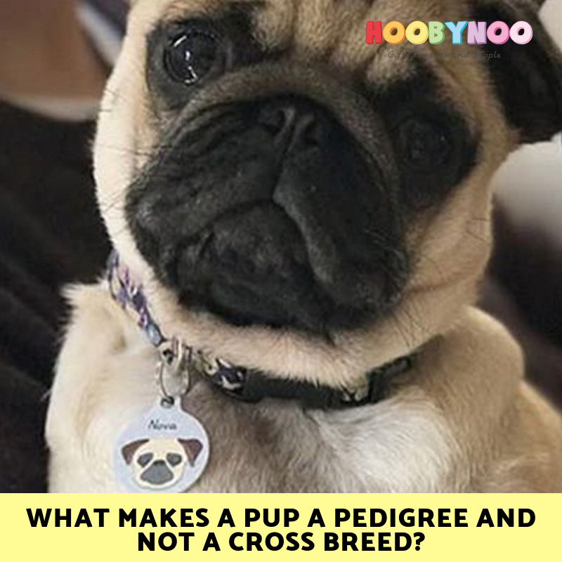 Pug puppy wearing a hoobynoo pet tag, What makes a pup a pedigree and not a cross breed