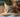 Top 10 Christmas Gifts for Cats