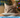 Top 10 Christmas Gifts for Cats
