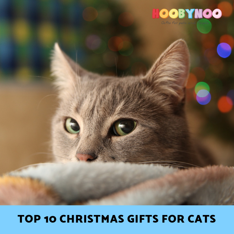 Top 10 Christmas Gifts for Cats