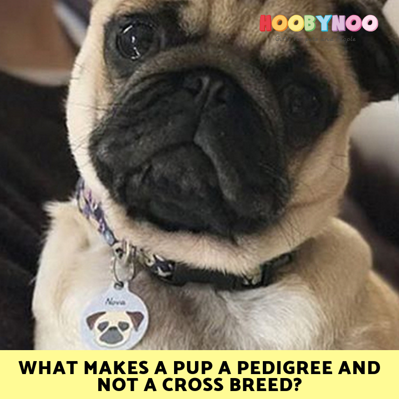 Pug pedigree deals