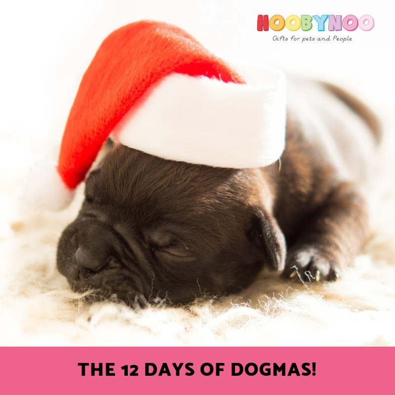 Dog Christmas Song, 12 Days of Dogmas, Pug puppy asleep with santa hat