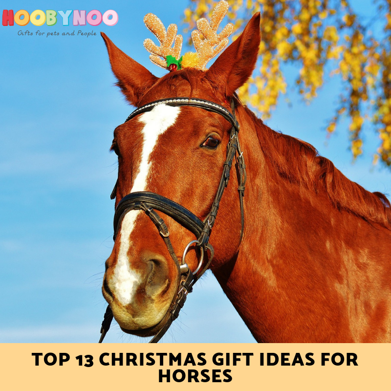 Top 12 Christmas Gift Ideas for Horses