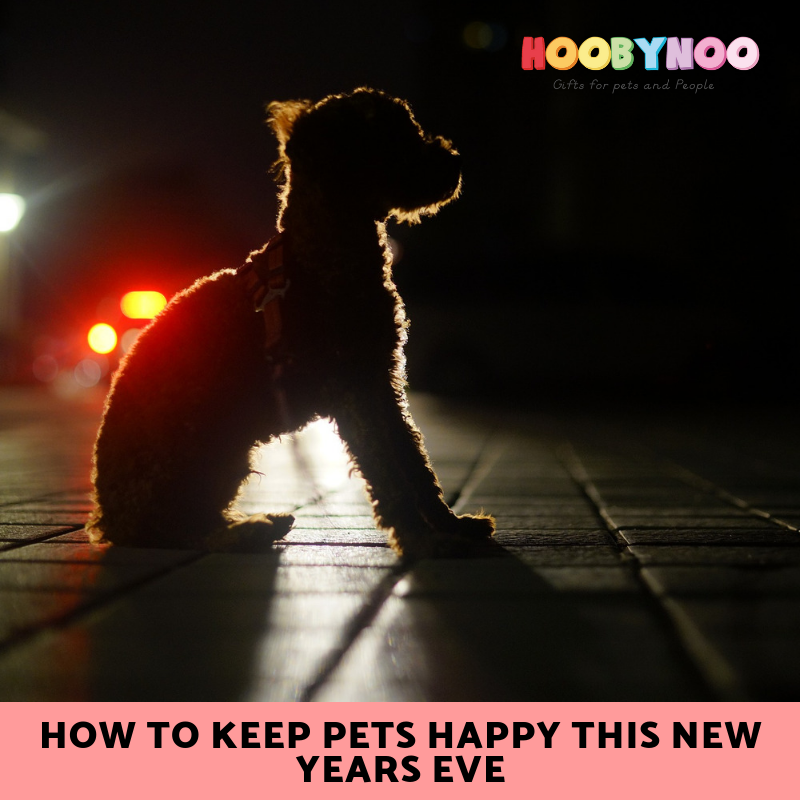 How to Keep Pets Happy this New Years Eve