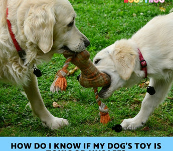 How do I know if my Dog's Toy is Toxic or Unsafe?