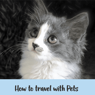 How to travel with pets internationally - with Alison and Meike