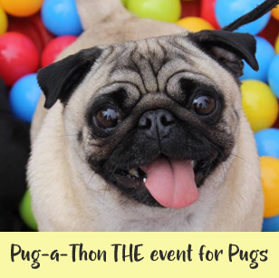 When is Pug-a-Thon? South East's Must attend event for Pug's!