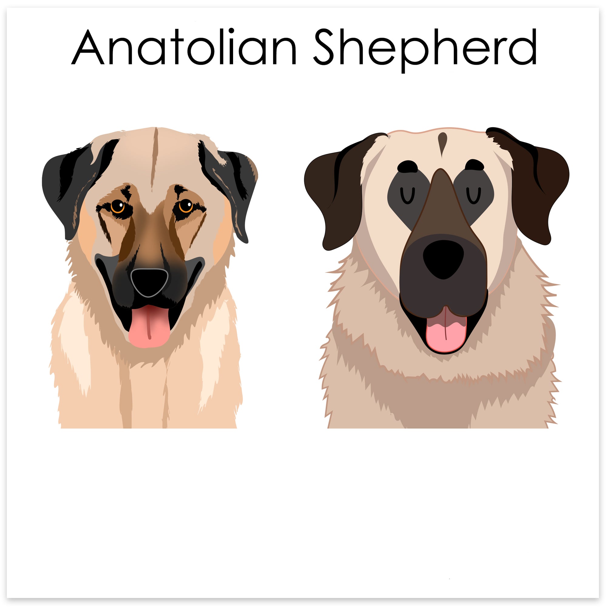 
    Anatolian Shepherd
  