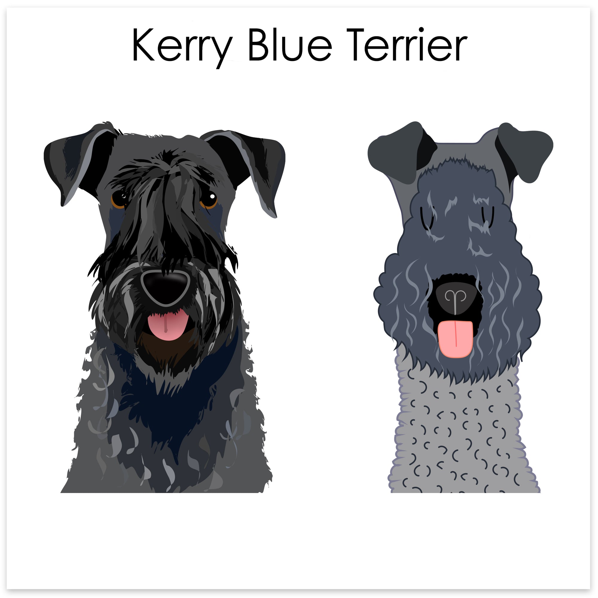
    Kerry Blue Terrier
  