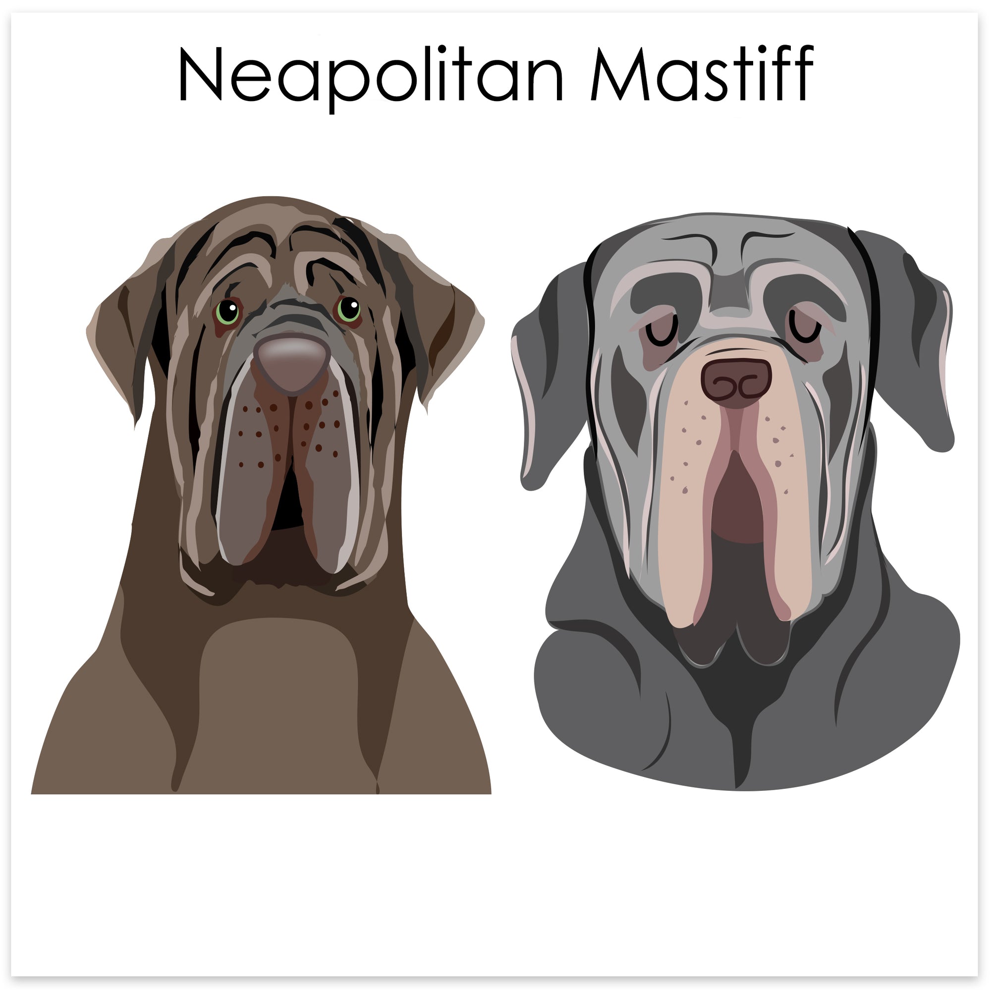 
    Neapolitan Mastiff
  