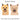 Norwich Terrier