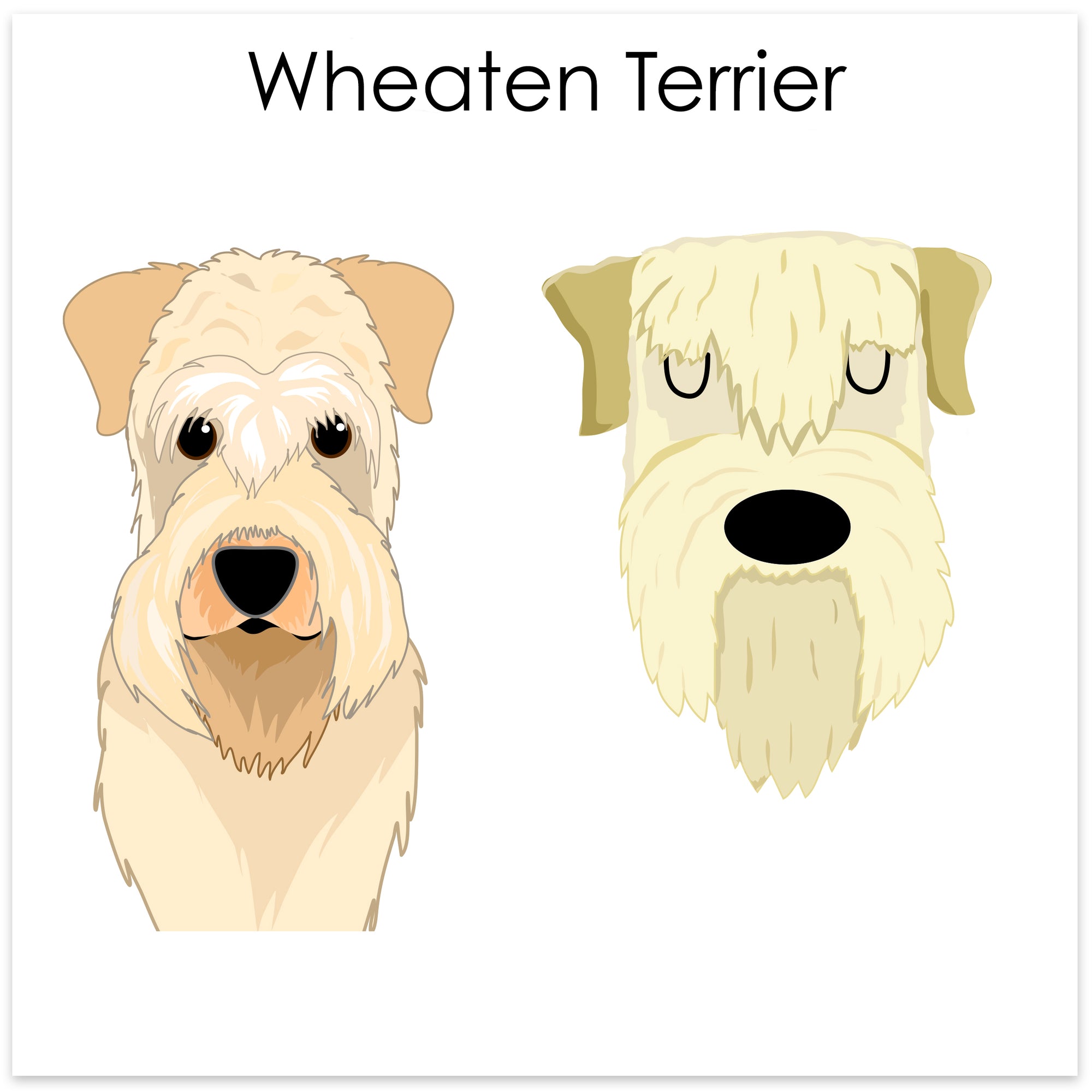 
    Wheaten Terrier
  