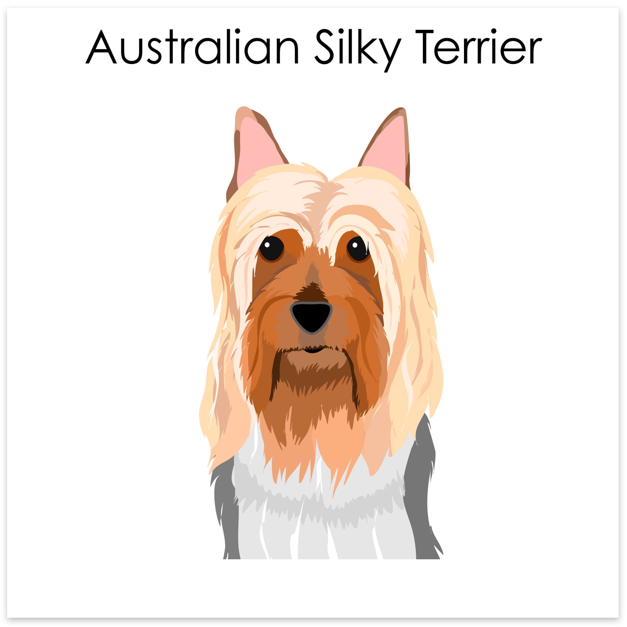
    Australian Silky Terrier
  