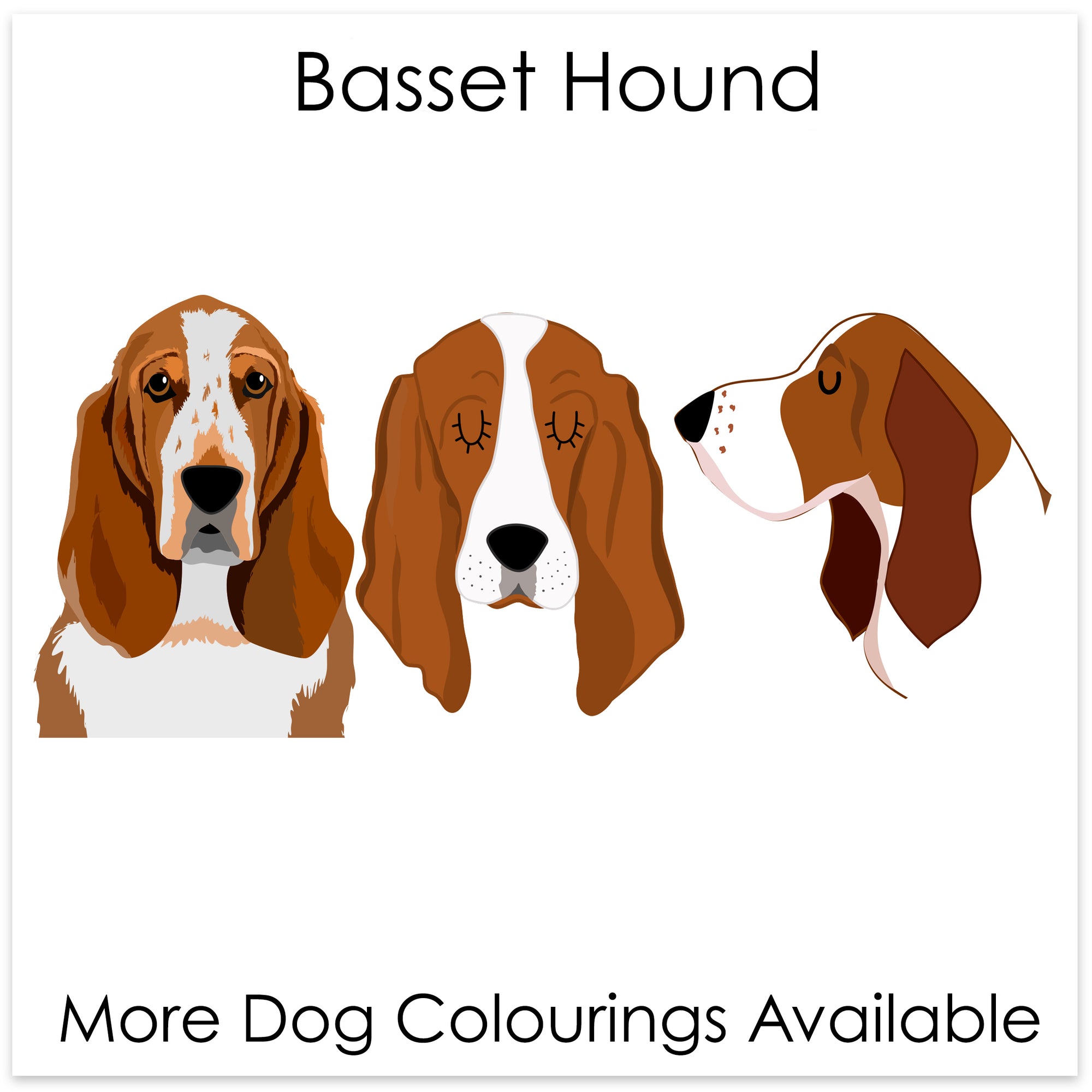 
    Basset Hound
  