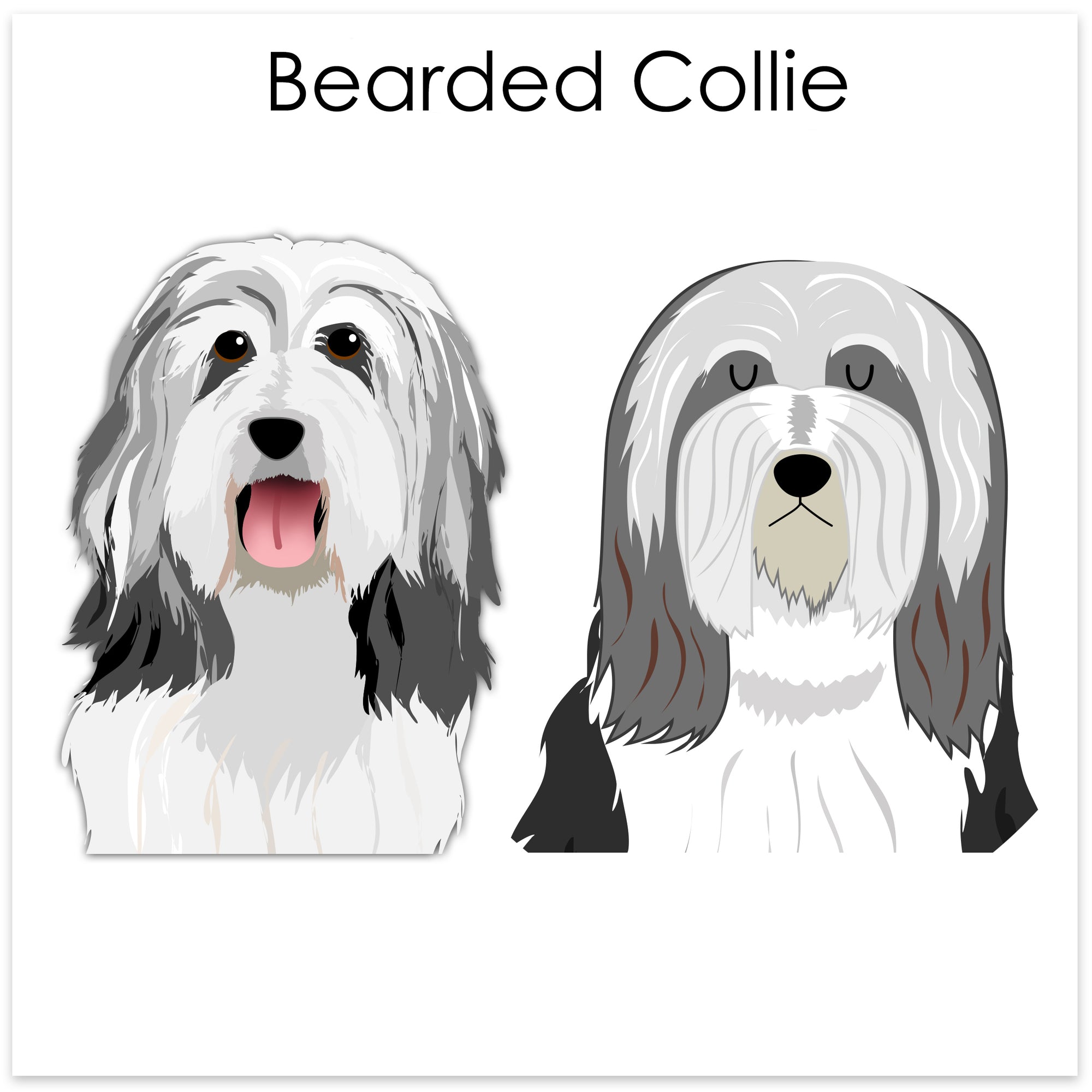 
    Bearded Collie
  