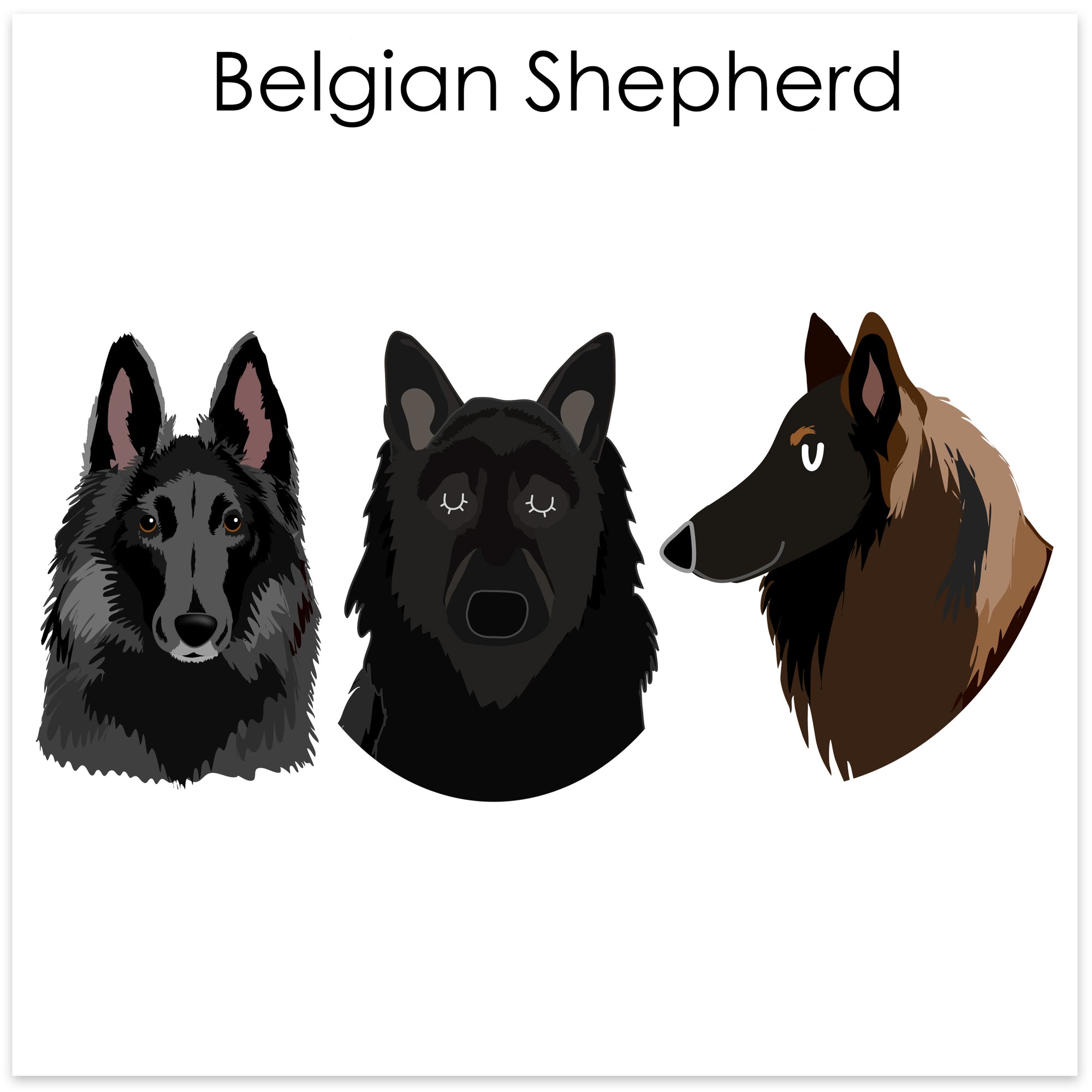 
    Belgian Shepherd
  
