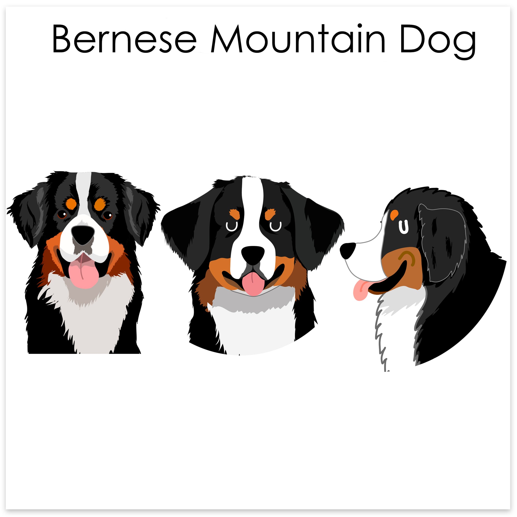 
    Bernese Mountain Dog
  
