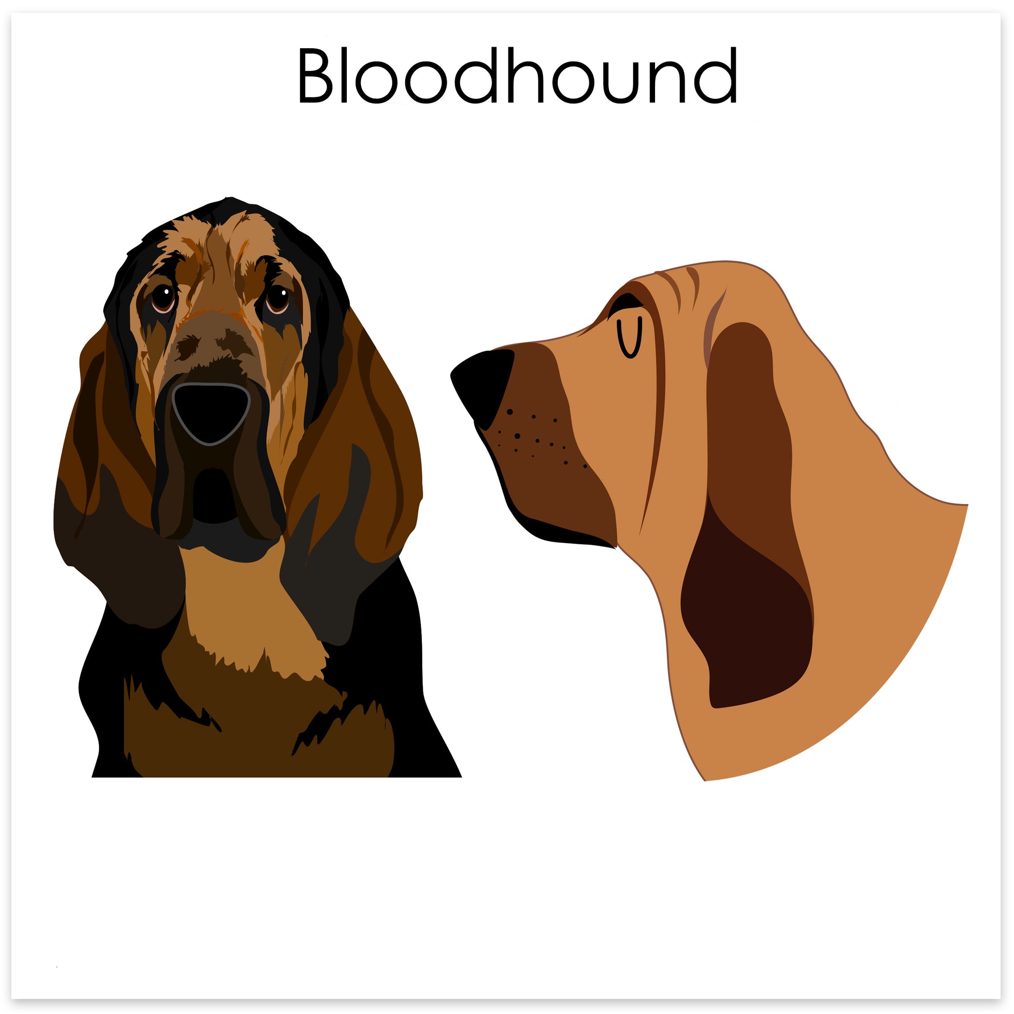 
    Bloodhound
  