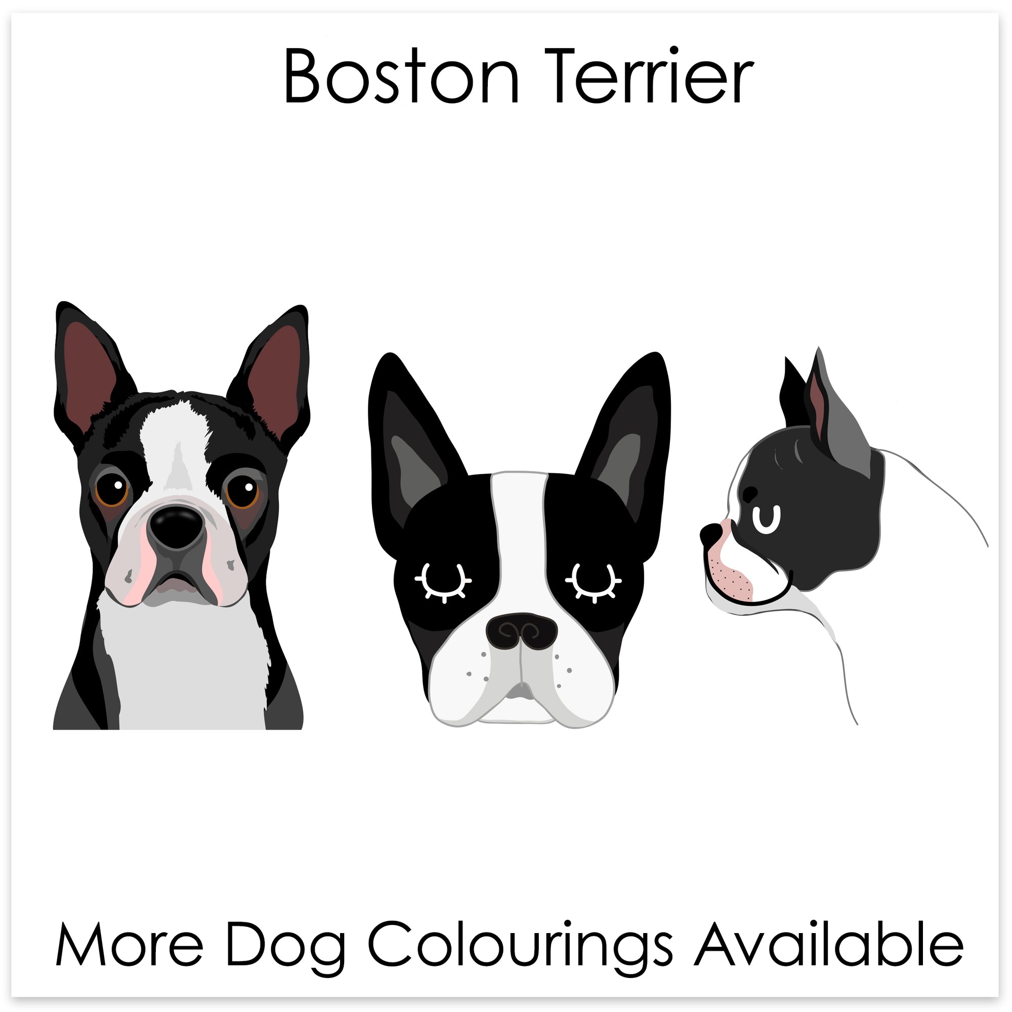 
    Boston Terrier
  