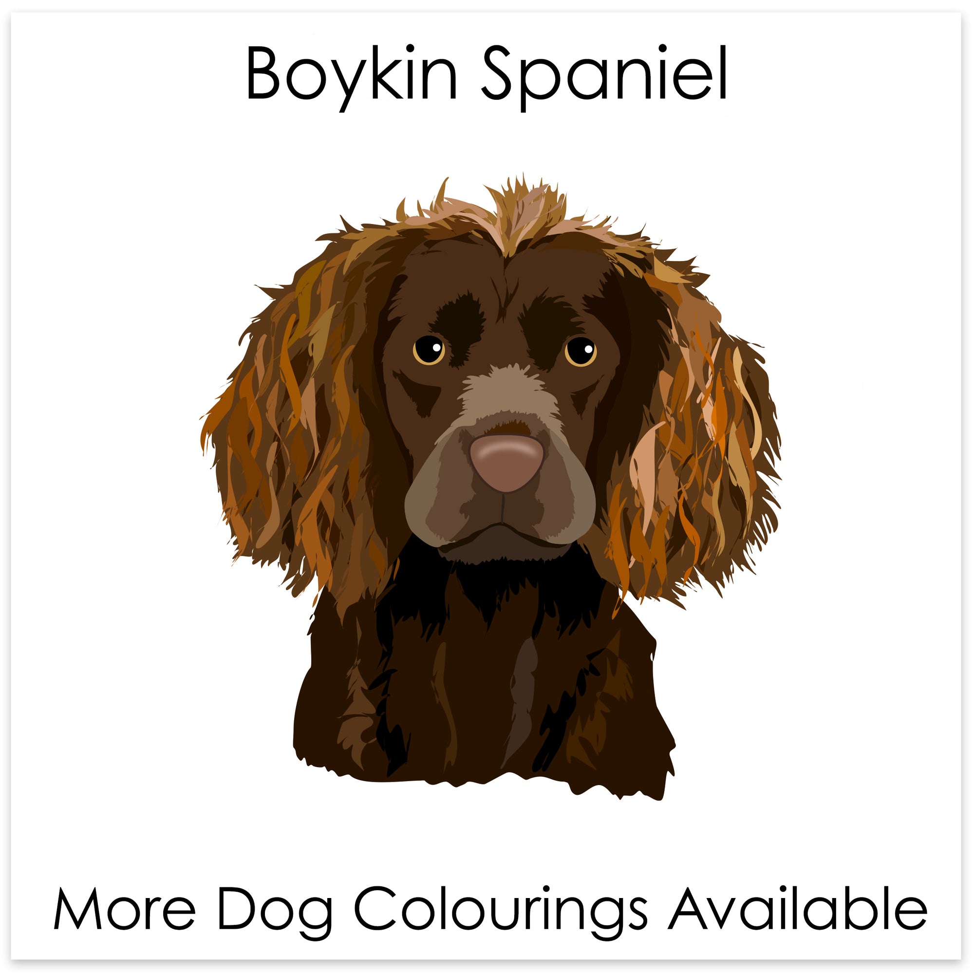 
    Boykin Spaniel
  
