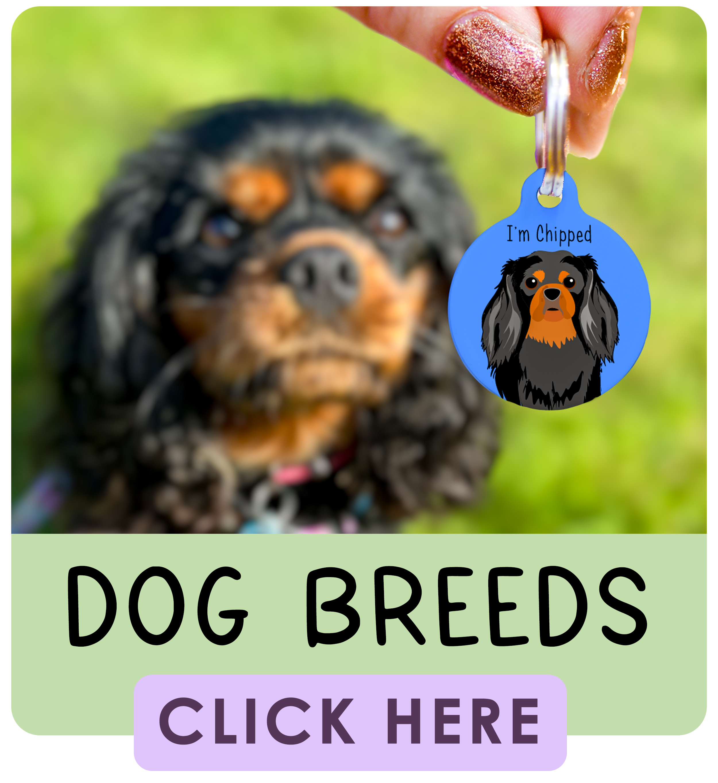 Shop by Dog Breed