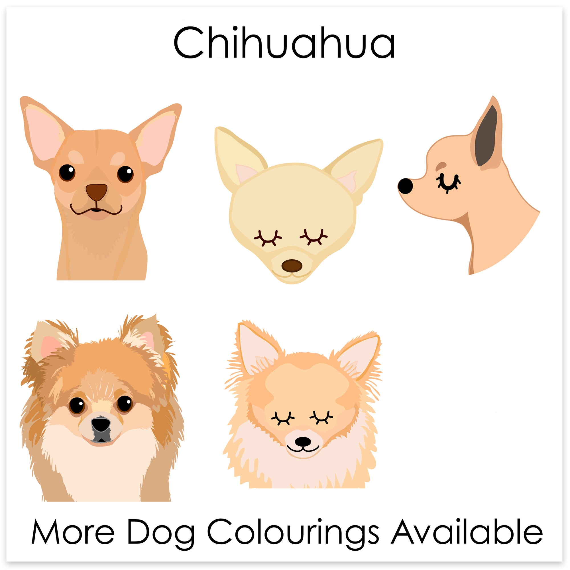 
    Chihuahua
  
