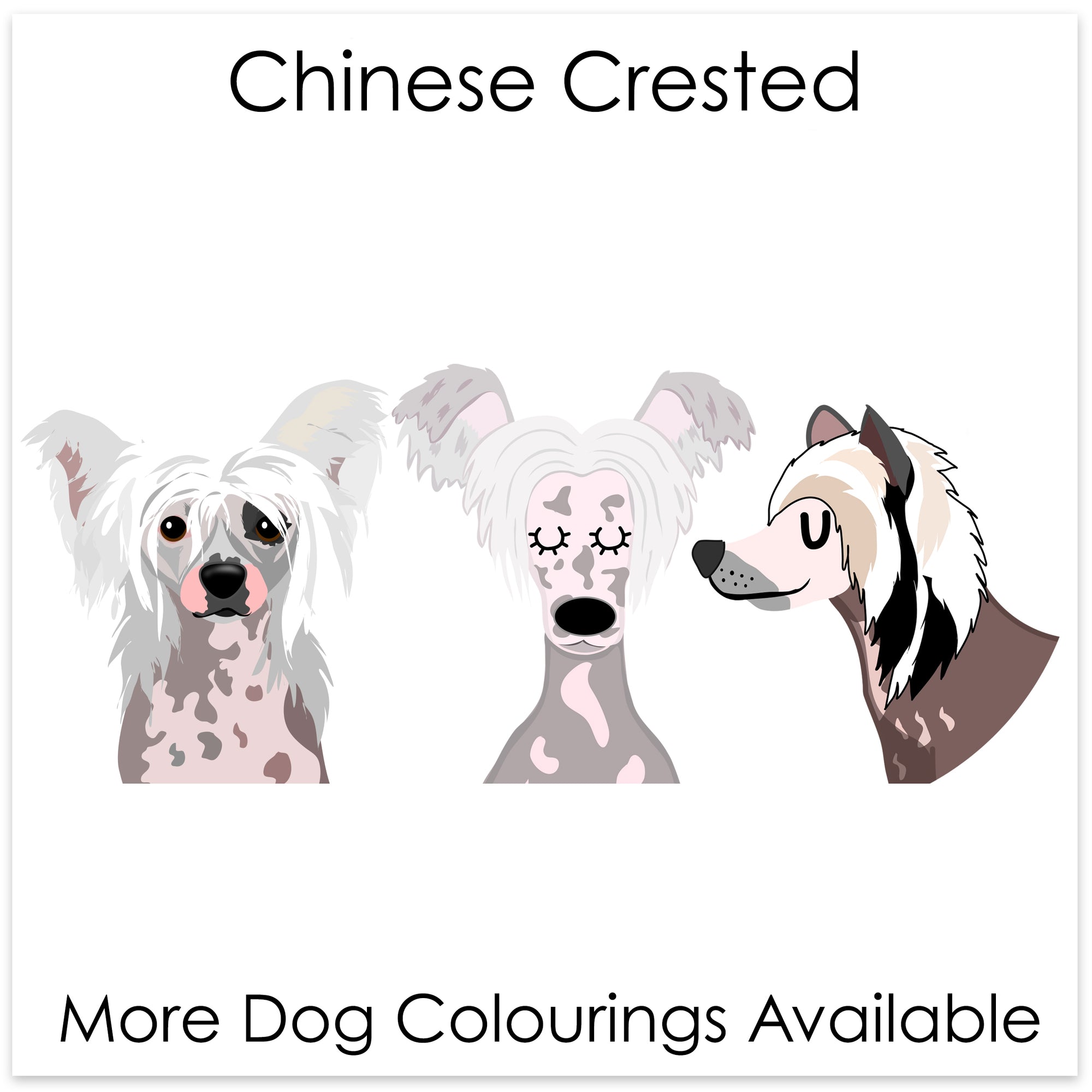 
    Chinese Crested
  