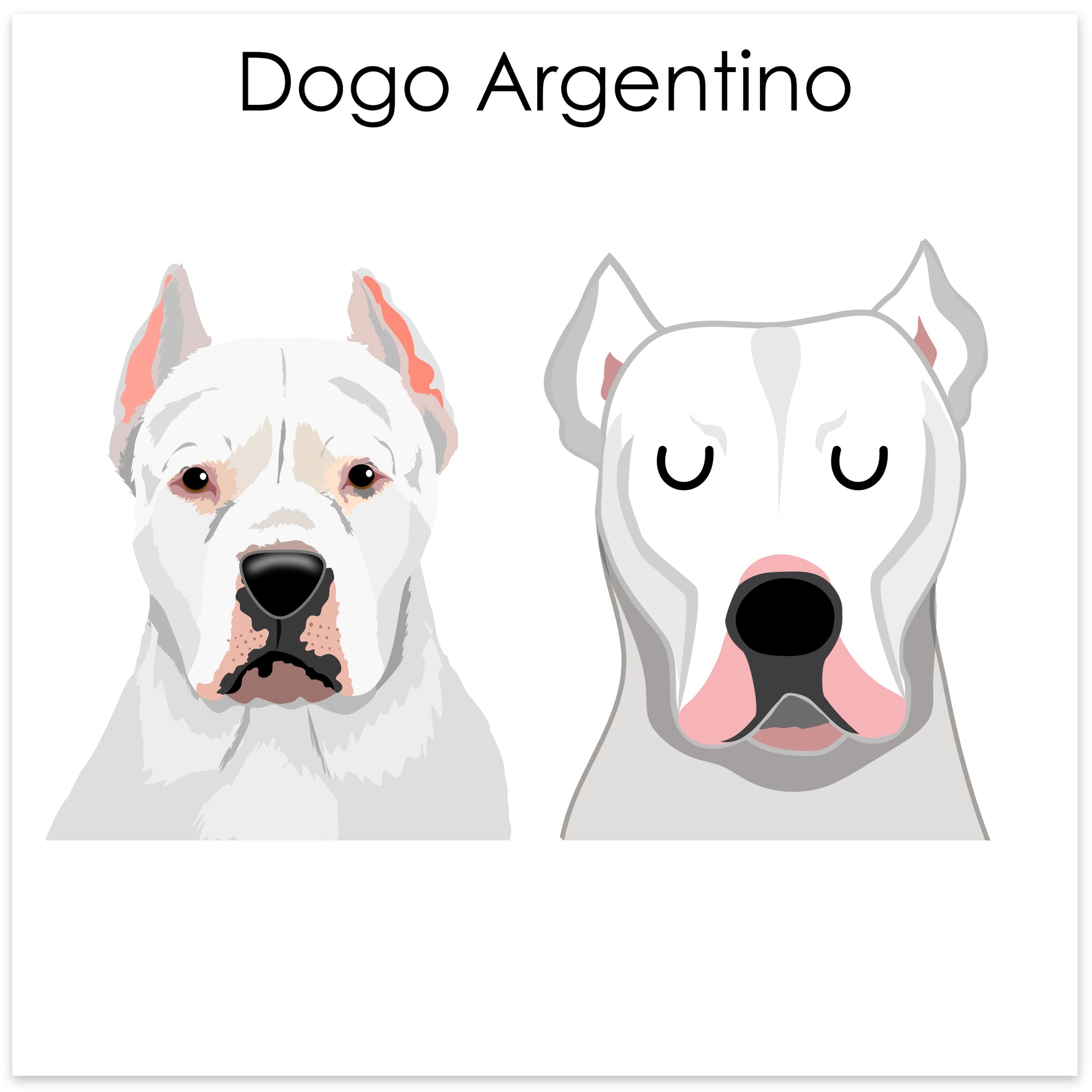
    Dogo Argentino
  
