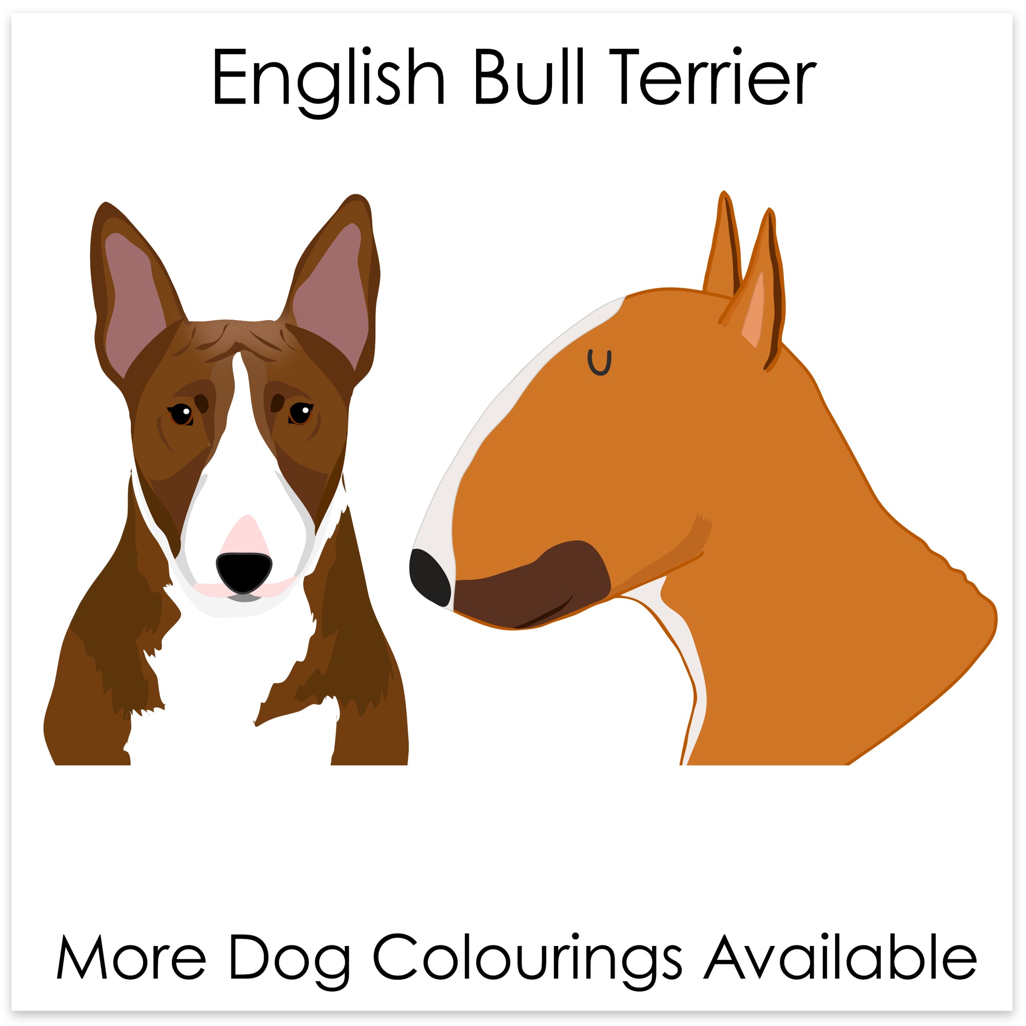 
    English Bull Terrier
  