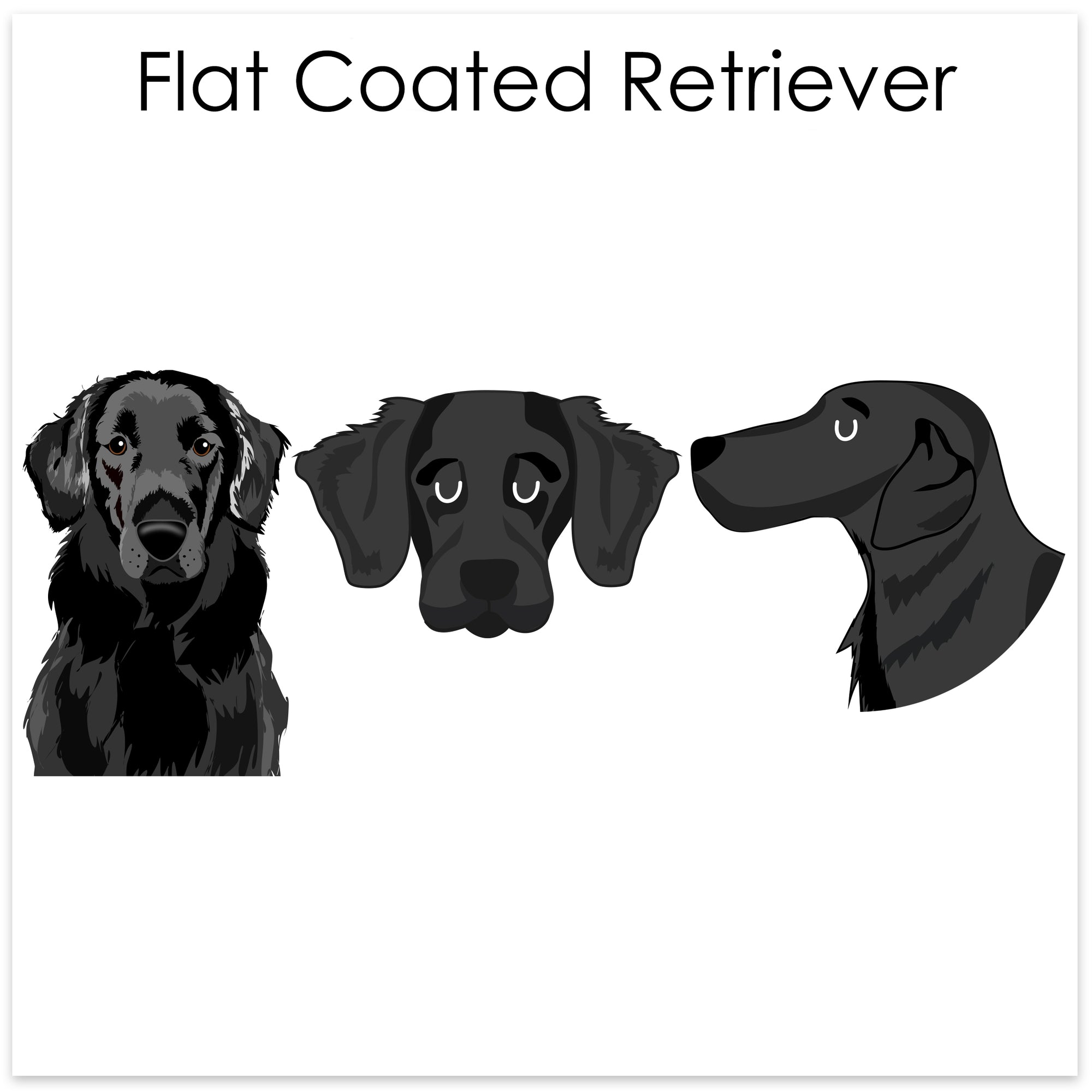 
    Flat-coated Retriever
  