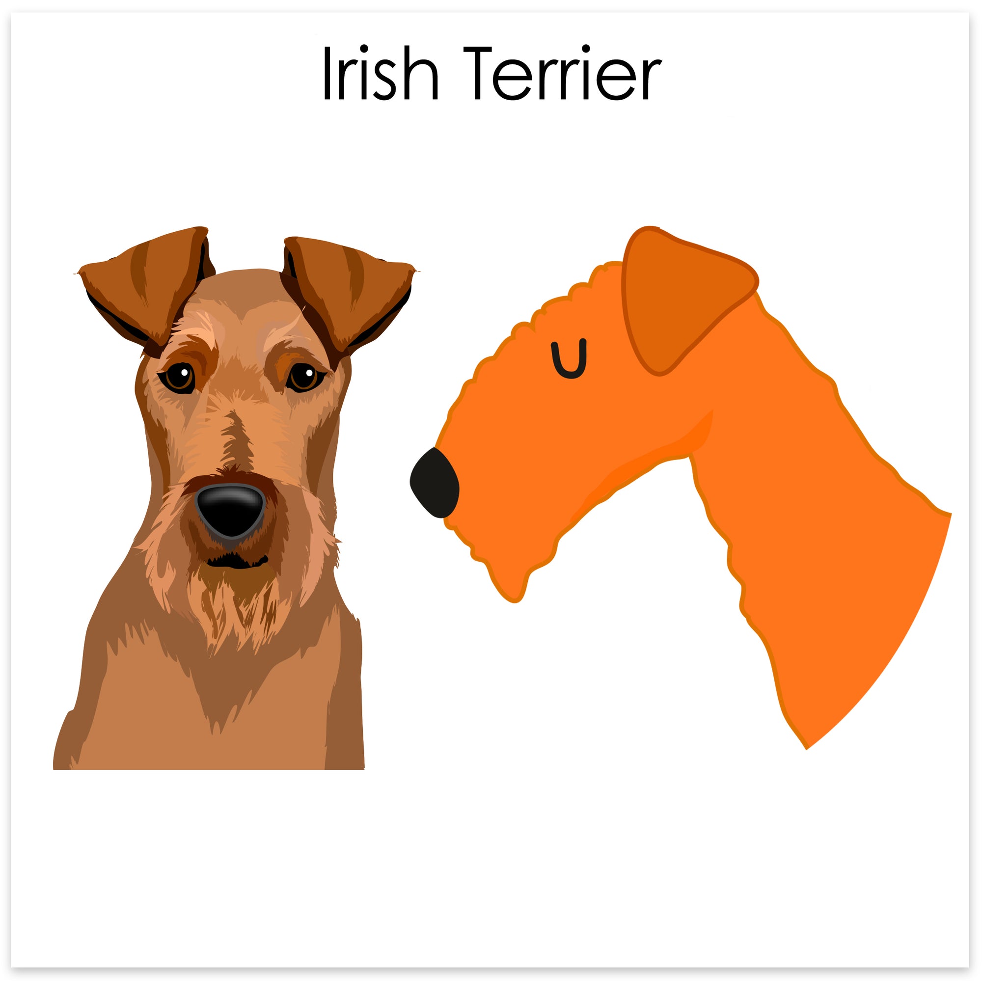 
    Irish Terrier
  